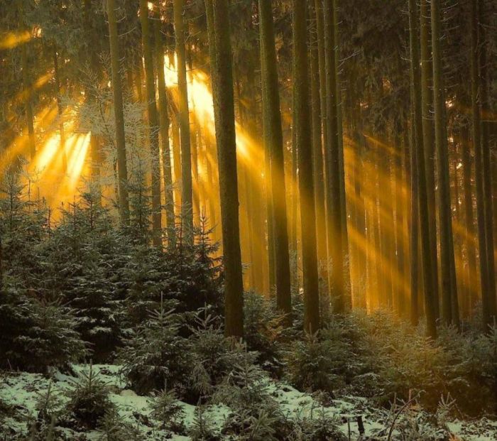 Beautiful Forests (22 pics)