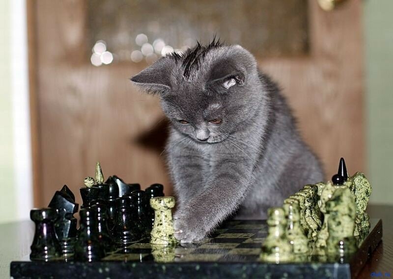 Другой видать. Шахматы кошки. Коты шахматисты. Лошадью ходи век воли не видать. Кот шахматист.